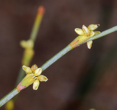 Eriogonum brachyanthum