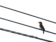 Dryobates callonotus