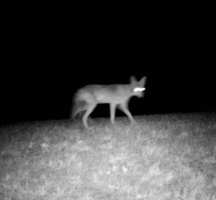 Canis latrans lestes