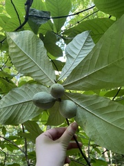 Asimina triloba
