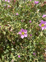Fagonia cretica