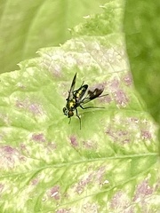 Condylostylus patibulatus