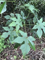 Brachychiton discolor