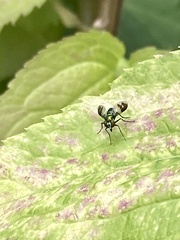 Condylostylus patibulatus