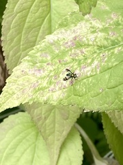 Condylostylus patibulatus