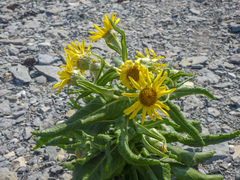 Senecio pseudoarnica