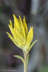 Castilleja flava