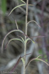 Castilleja flava