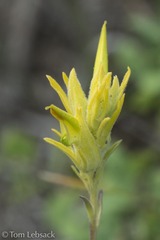 Castilleja flava