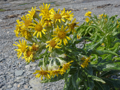 Senecio pseudoarnica