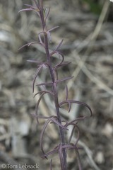 Castilleja flava
