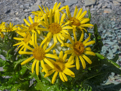 Senecio pseudoarnica