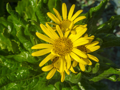Senecio pseudoarnica
