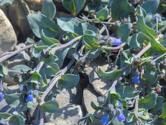 Mertensia maritima