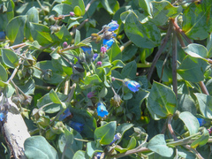Mertensia maritima