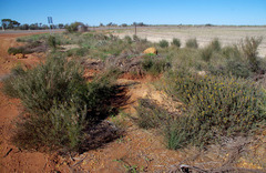 Acacia sulcata platyphylla