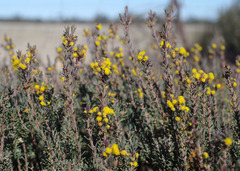 Acacia sulcata platyphylla