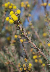 Acacia sulcata platyphylla