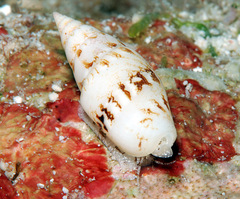 Graphicomassa ligula