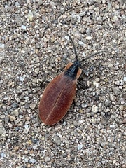 Lycus sanguinipennis