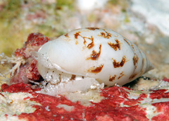 Graphicomassa ligula