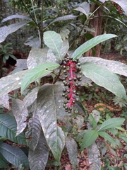 Palicourea calophylla