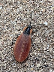 Lycus sanguinipennis