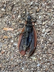 Lycus sanguinipennis