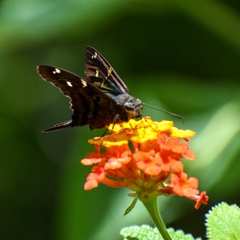 Urbanus proteus domingo