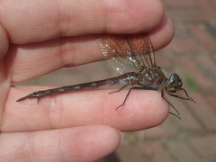 Somatochlora williamsoni