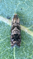 Grapholita prunivora