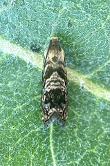 Grapholita prunivora