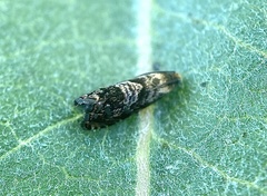 Grapholita prunivora