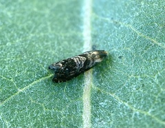 Grapholita prunivora