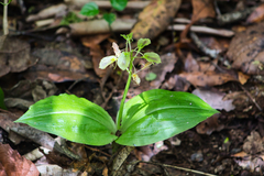 Liparis arnoglossophylla