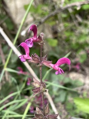Salvia hierosolymitana