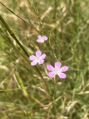 Dianthus strictus