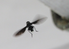 Anthrax aterrimus