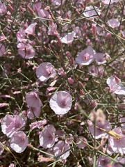 Convolvulus dorycnium