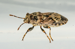 Phlegyas abbreviatus