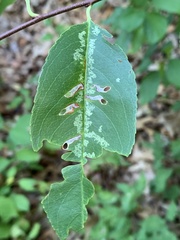 Coptodisca splendoriferella
