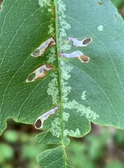 Coptodisca splendoriferella