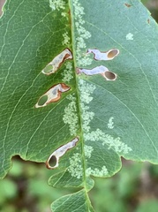 Coptodisca splendoriferella