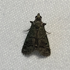 Cacotherapia flexilinealis