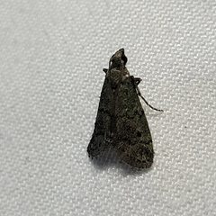 Cacotherapia flexilinealis