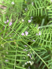Vicia peregrina
