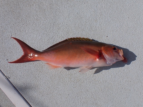 Creole-fish (Paranthias furcifer) — Serranidae — 3