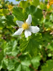 Rubus deliciosus
