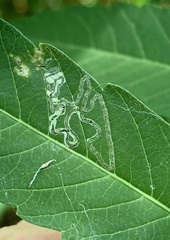 Stigmella intermedia