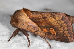 Bellura densa